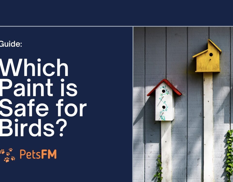 Which Paint is Safe to Use With Birds? A-Z Guide for Bird Safe Paints